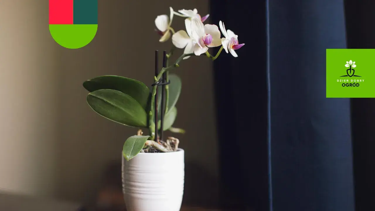 Delikatne storczyki odmiany Phalaenopsis w białej doniczce, z logo "Dzień Dobry Ogród".