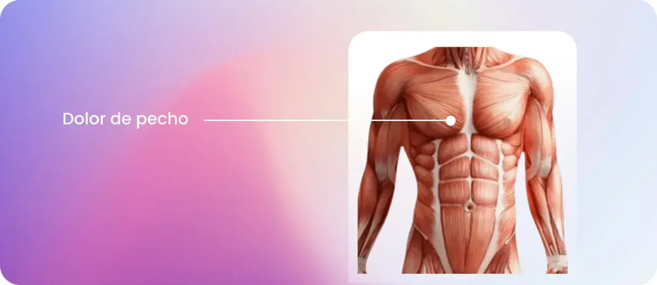Anatomía del torso masculino, destacando los músculos pectorales. Aprende cómo saber si el dolor de pecho es muscular.