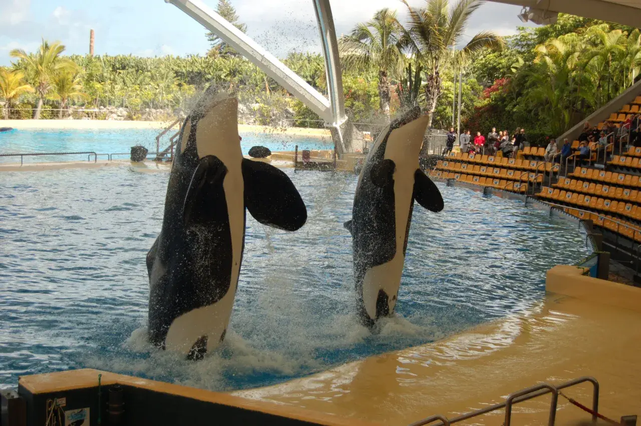Orca che saltano a Tenerife con bambini che osservano. Un'esperienza indimenticabile per tutta la famiglia.