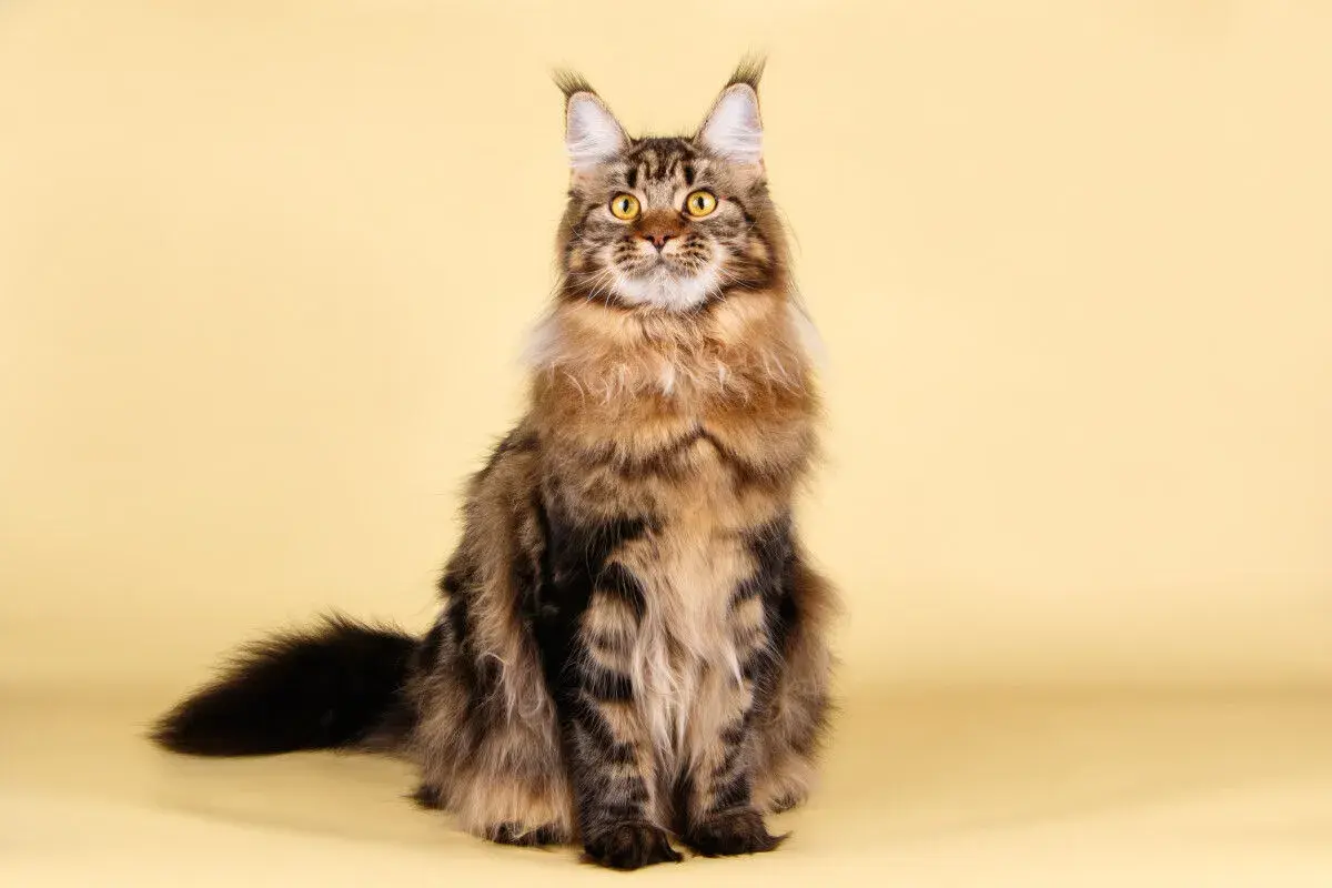 Majestuoso gato Maine Coon, con su pelaje atigrado y ojos dorados, posa con elegancia sobre un fondo amarillo.