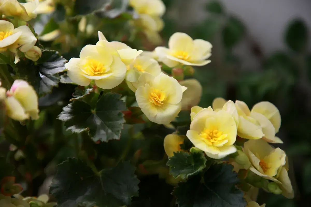 En grupp ljusgula begoniablommor med mörkgröna blad. Olika blommor sorter kan ge en vacker färgklick i trädgården.