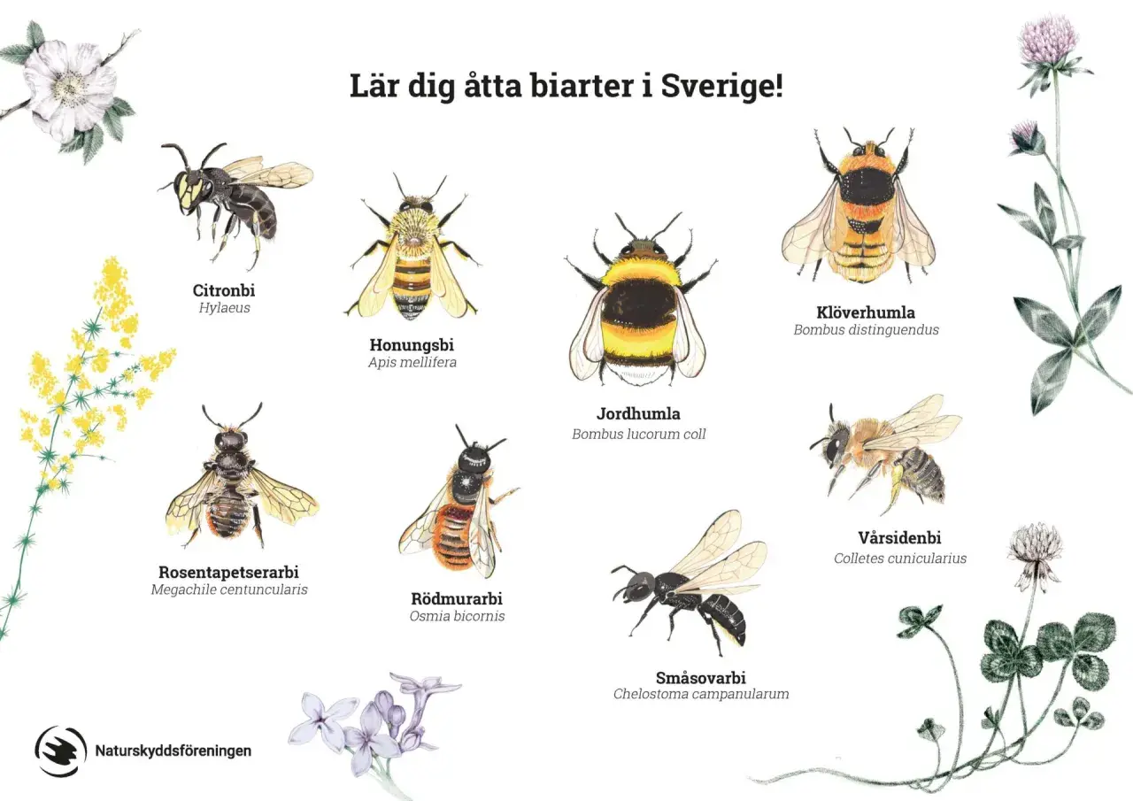 Illustrationer av åtta olika typer av bin i Sverige: citronbi, honungsbi, jordhumla, klöverhumla, rosentapetserarbi, rödmurarbi, småsovarbi och vårsidenbi.