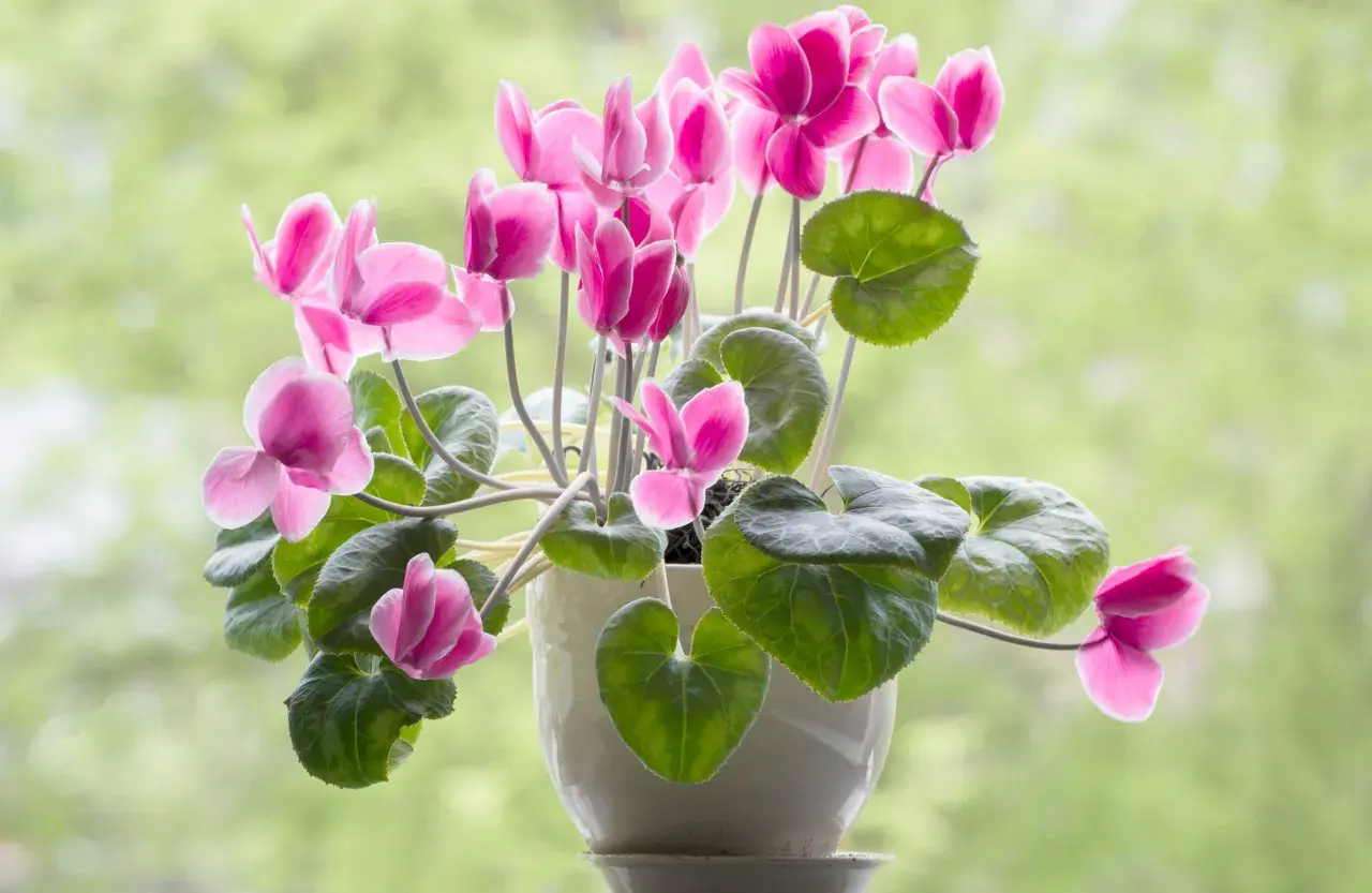 Plantas de interior con flor, un ciclamen rosa vibrante florece en una maceta blanca, sus pétalos delicados contrastan con las hojas verdes.