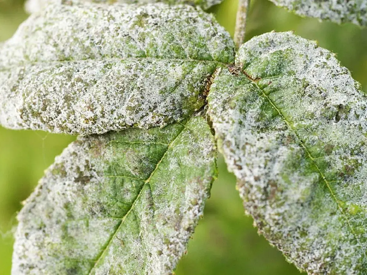 Gröna blad täckta av ett pudrigt, vitt lager som ser ut som vitt i jorden. En svampsjukdom har drabbat växten.