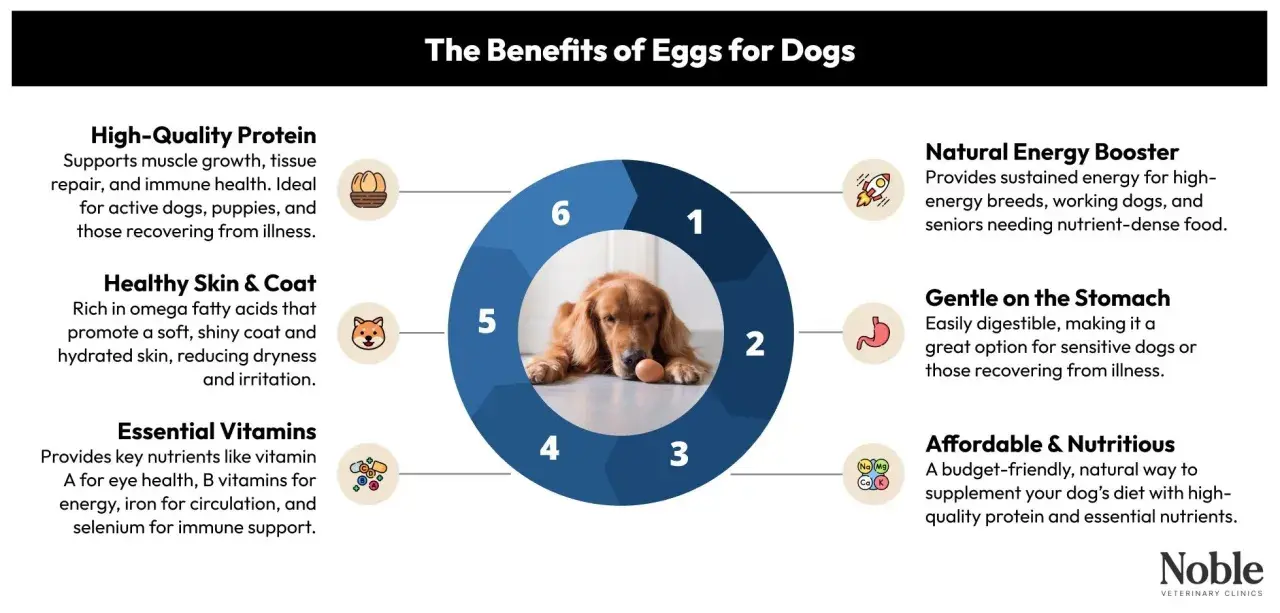 A Golden Retriever lies with an egg, illustrating the benefits of eggs for dogs, including protein, vitamins, and energy.