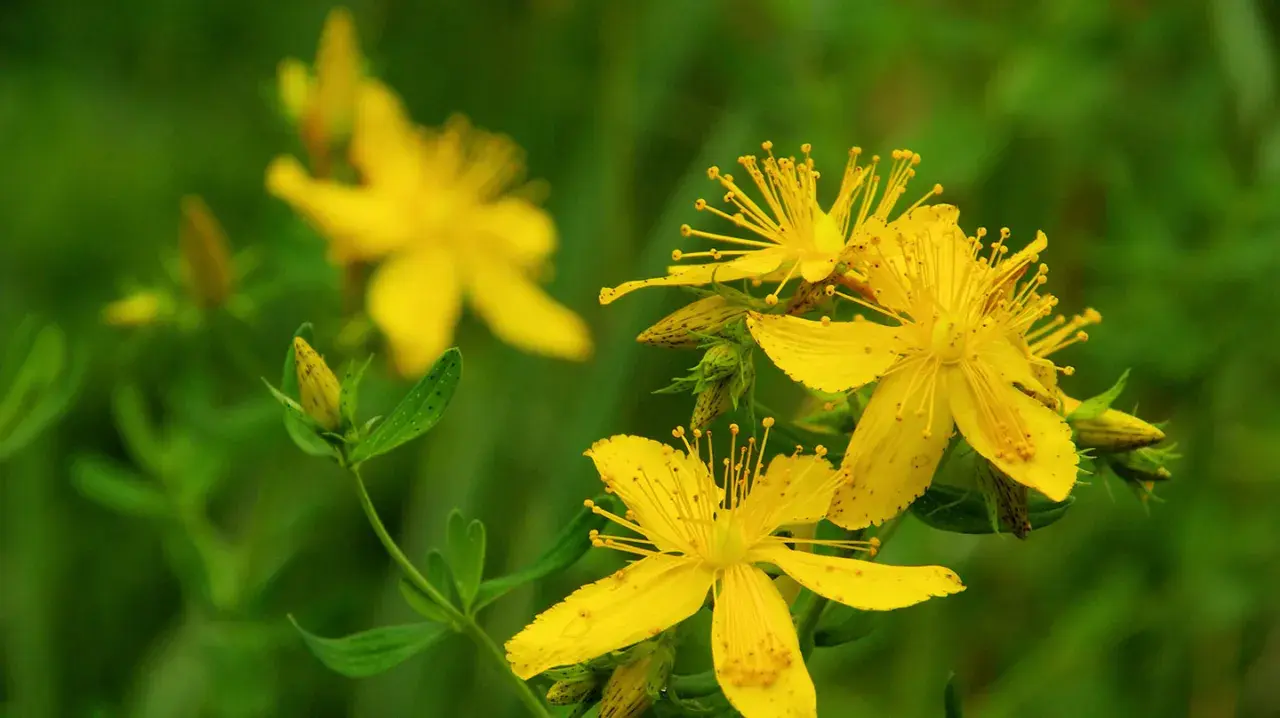 Gelbe Johanniskrautblüten im Fokus. Die richtige Johanniskraut Dosierung ist wichtig für die Wirkung.
