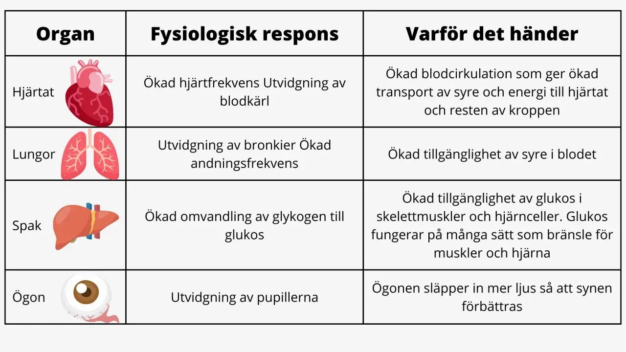 Tabell som visar kroppens fysiologiska respons vid stress: hjärtat pumpar snabbare, lungorna vidgas, levern frigör glukos och ögonen vidgas för bättre syn.