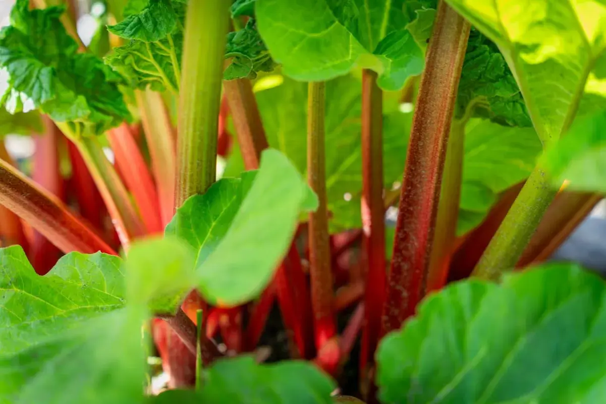 Gros plan sur un pied de rhubarbe, ses tiges rouges et vertes promettent une tarte savoureuse.