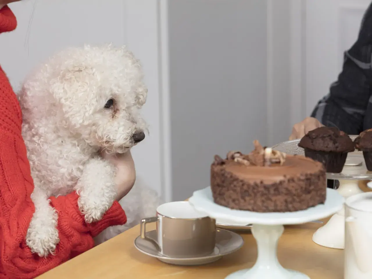 A fluffy white dog looks longingly at a chocolate cake, making one wonder, "can dogs eat chocolate?
