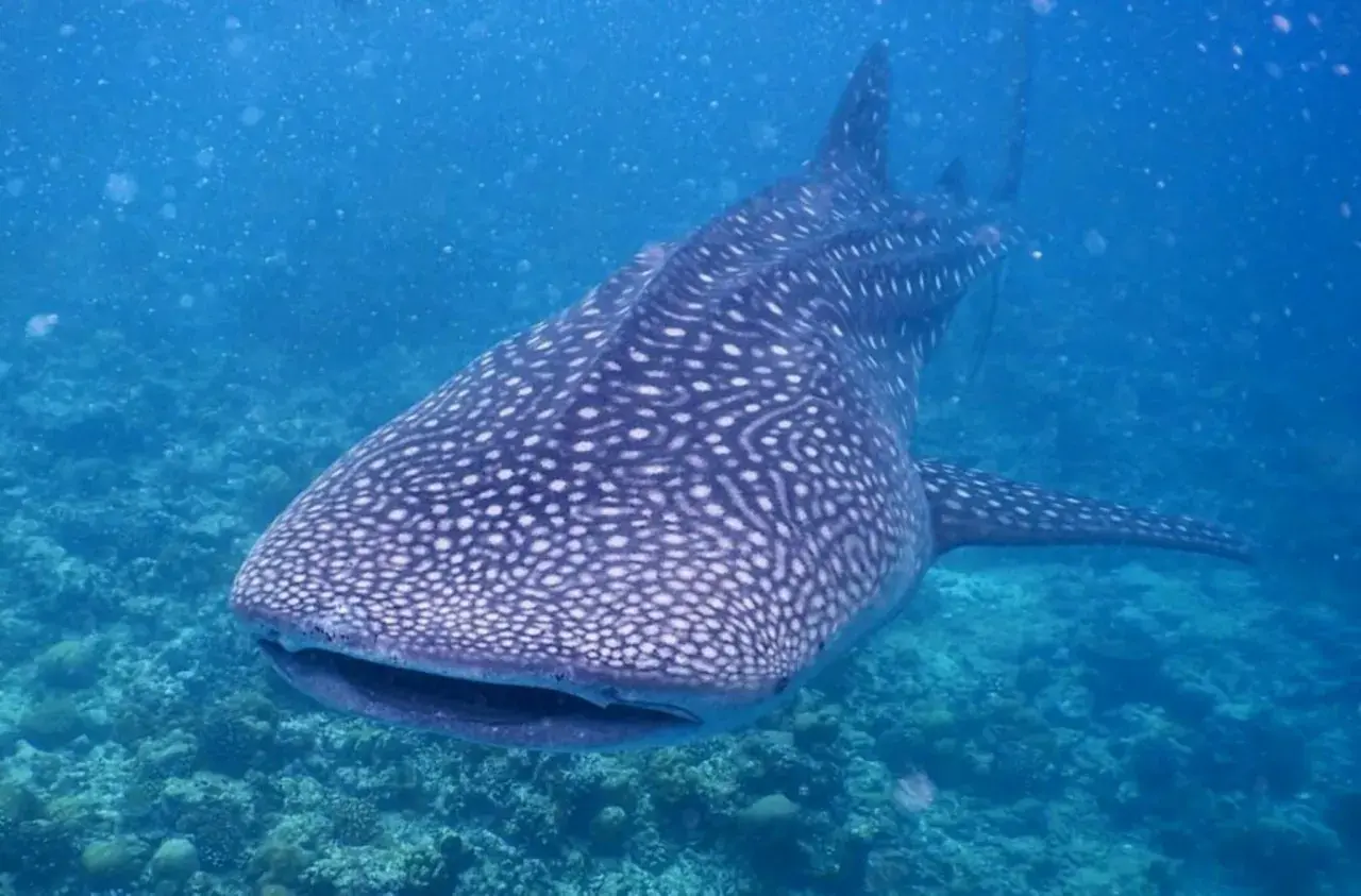 Ein Walhai schwimmt majestätisch durch das klare blaue Wasser der Malediven. Seine Haut ist mit einem einzigartigen Muster aus weißen Punkten bedeckt, das ihn unverwechselbar macht. Diese sanften Riesen sind ein beeindruckender Anblick für Taucher und ...