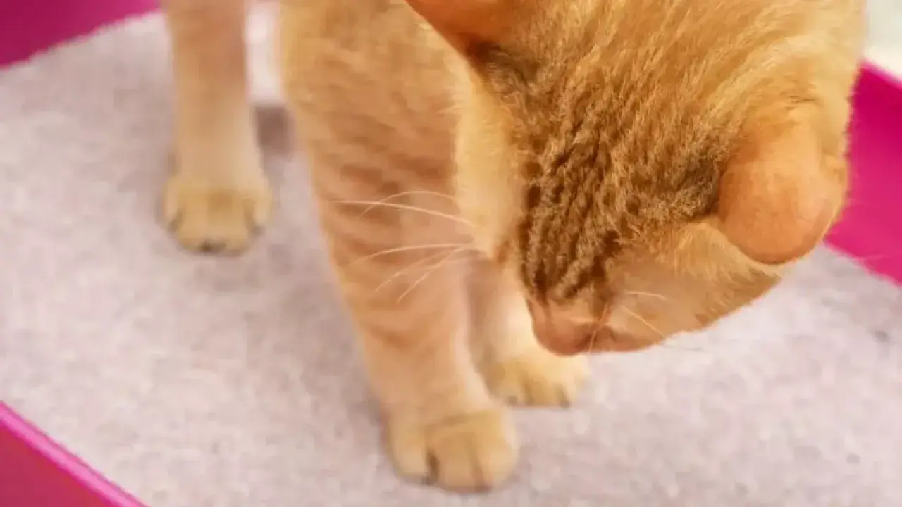 Gato naranja curioso olisquea la arena de su caja, ¿será que mi gato se come la arena?