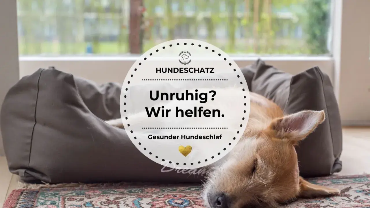 Ein Hund kommt in fremder Umgebung nicht zur Ruhe, liegt aber nun entspannt auf seinem Hundebett. "Unruhig? Wir helfen.