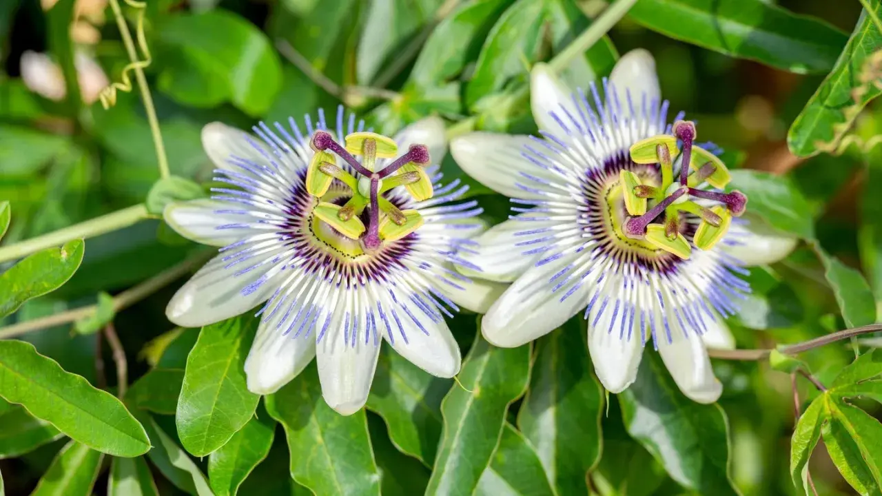 Zwei Passionsblumen blühen in voller Pracht. Ihre faszinierende Form und die zarten Farben lassen die beruhigende passionsblume wirkung erahnen.