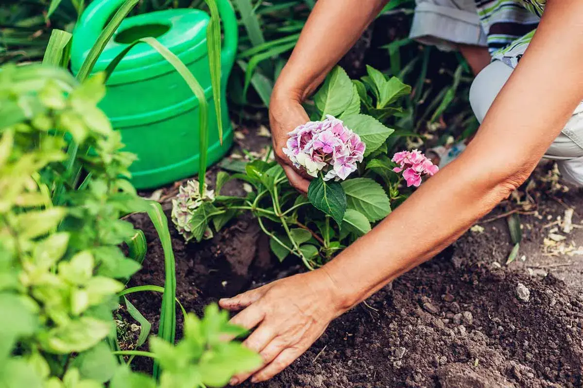 Hände pflanzen eine Hortensie in die Erde. Eine grüne Gießkanne steht bereit.
