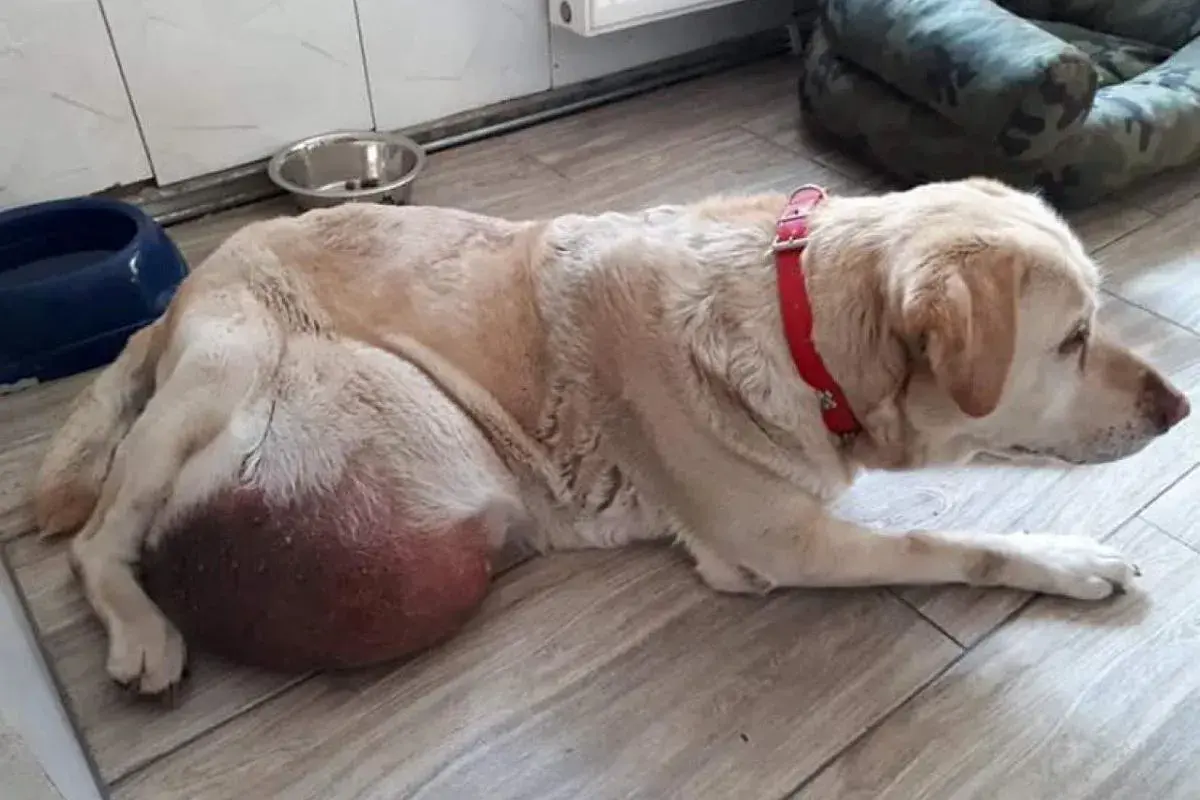 Labrador z widocznym, dużym, twardym guzem u nasady ogona. Pies leży na podłodze, ubrany w czerwoną obrożę.