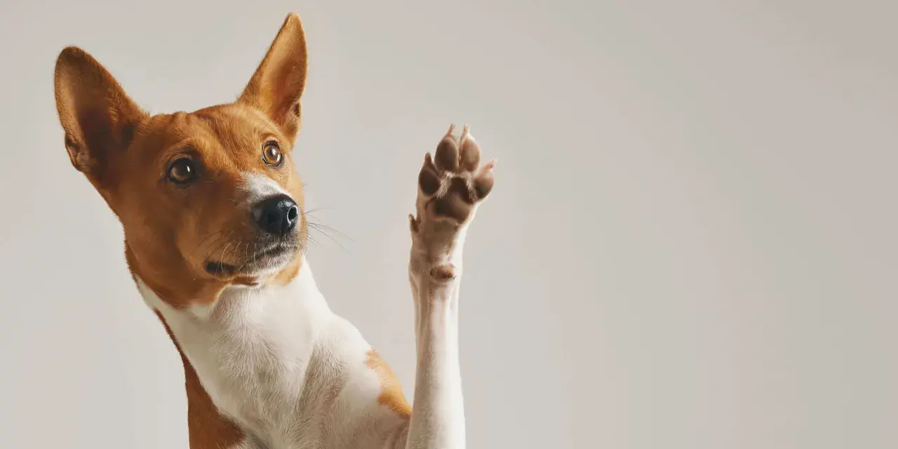 Ein Hund hebt eine Pfote, als ob er Hilfe bei seinen wunden Pfoten sucht.