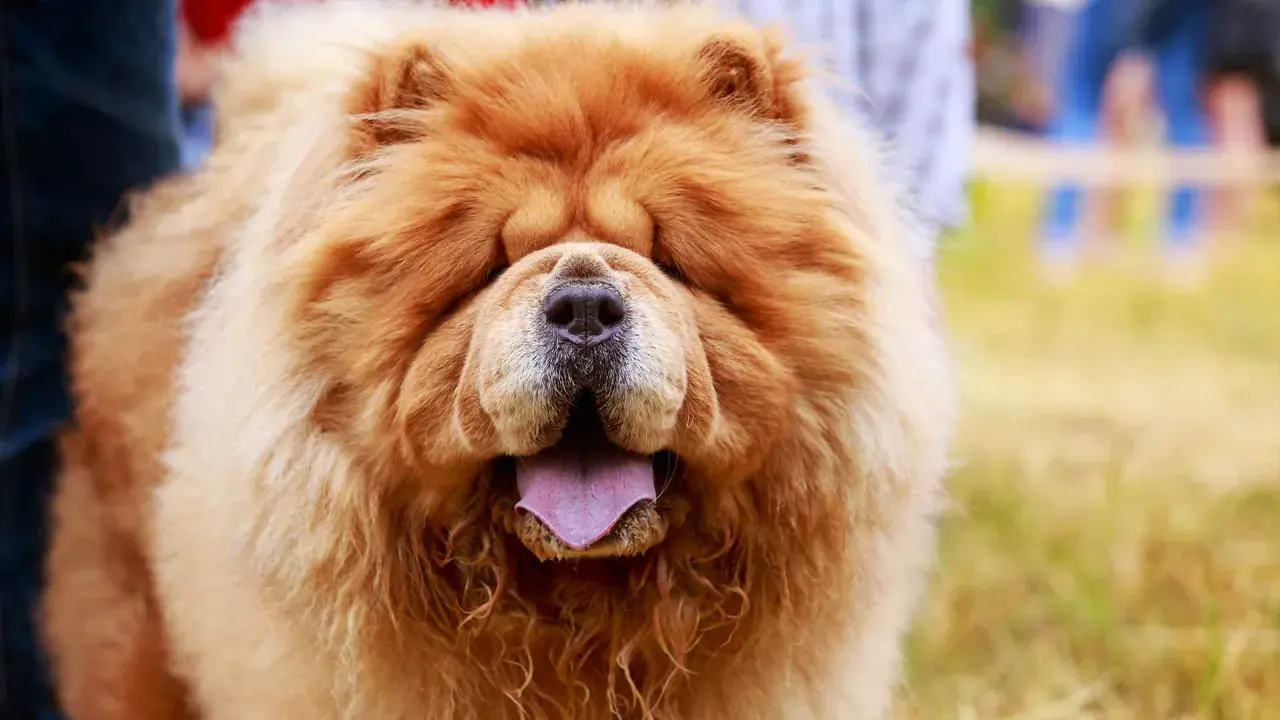 Puszysty chow chow z fioletowym językiem wystawionym na zewnątrz, wygląda jak pluszowa zabawka.