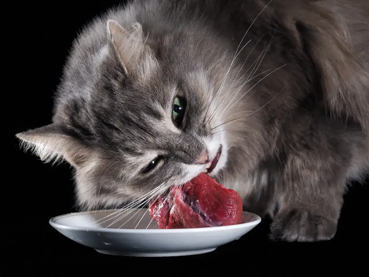 Gato gris comiendo carne cruda de un plato blanco, disfrutando de su dieta barf gatos.