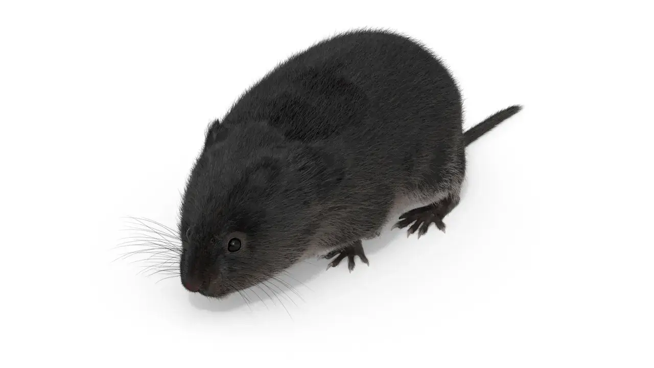 En liten, mörk pälsig varelse, en svart sork, tittar fram med sina långa morrhår.