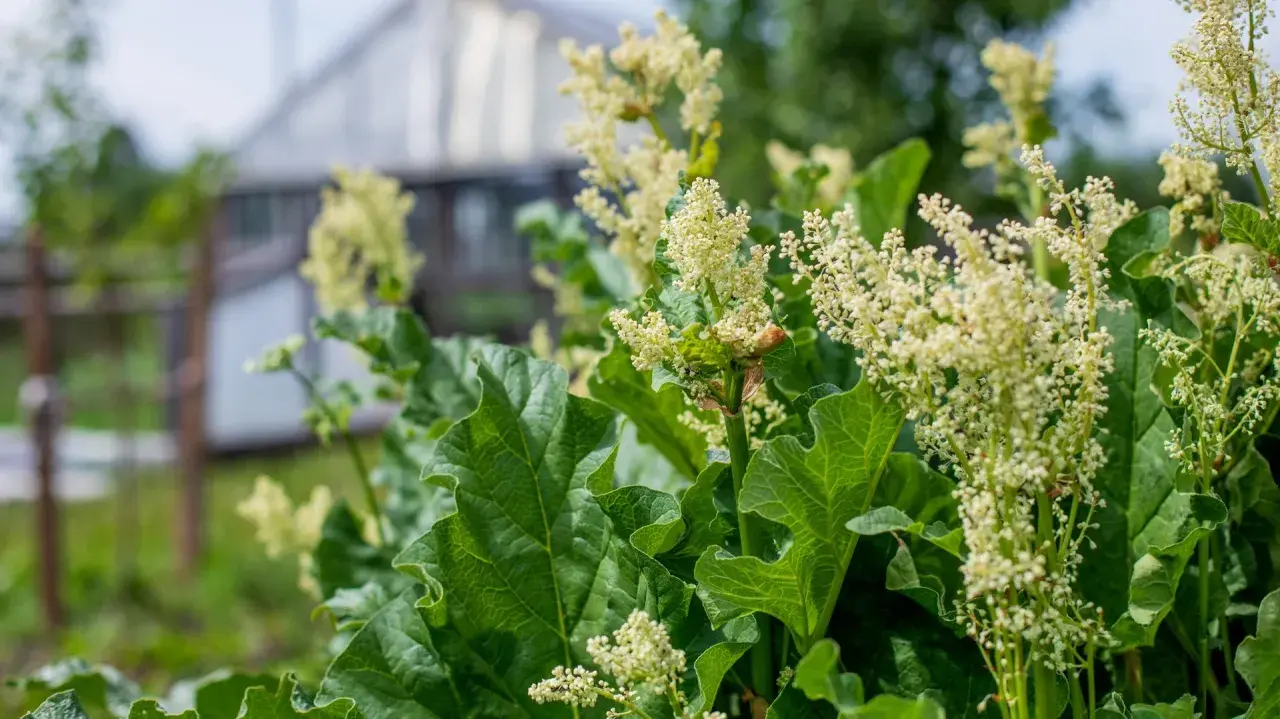 Blommande rabarber i kruka med stora gröna blad och små vita blommor. I bakgrunden skymtar ett växthus.
