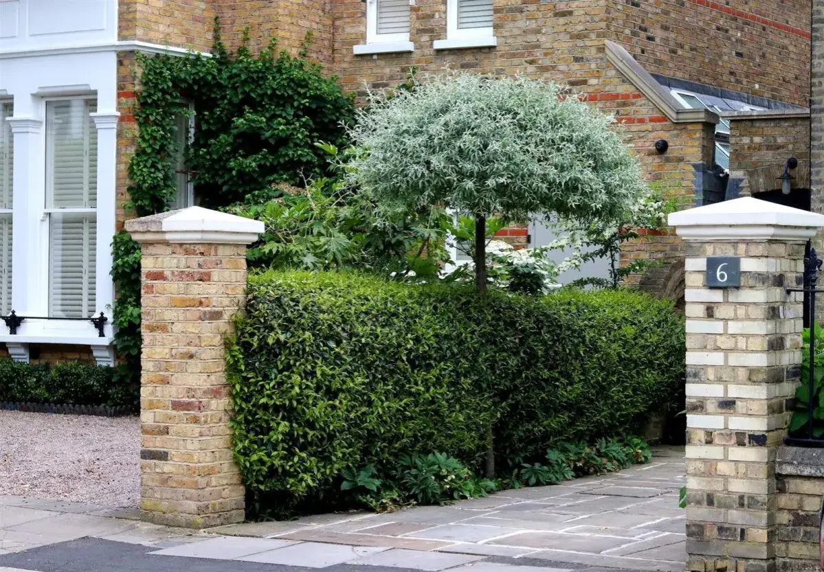 Ein Pyrus salicifolia Baum mit silbrigem Laub steht hinter einer dichten Hecke. Ziegelpfeiler flankieren den Weg.