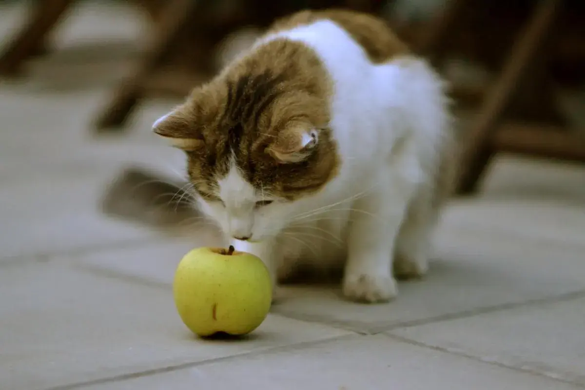 Un gato curioso olfatea una manzana verde, explorando si los gatos pueden comer manzana.