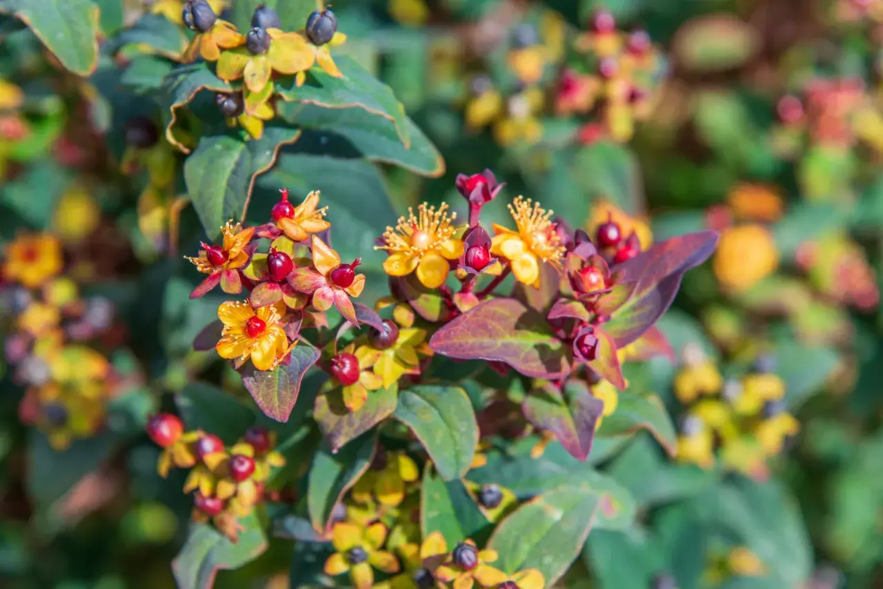 Fleurs jaunes et baies rouges sur une plante de millepertuis, aux feuilles vertes et pourpres.