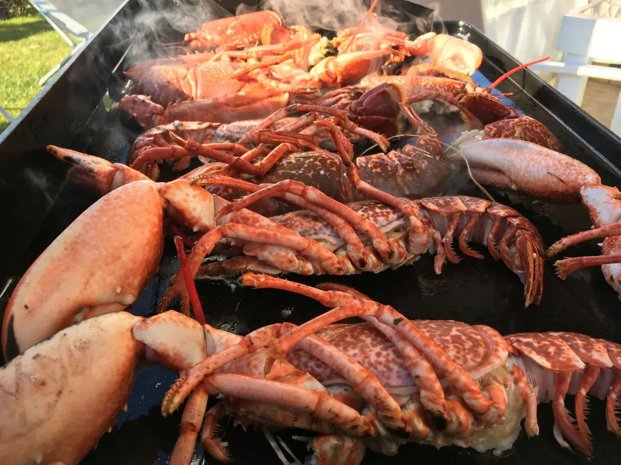 Une grande quantité de homard pas cuit est posée sur un plateau, dégageant une légère vapeur.