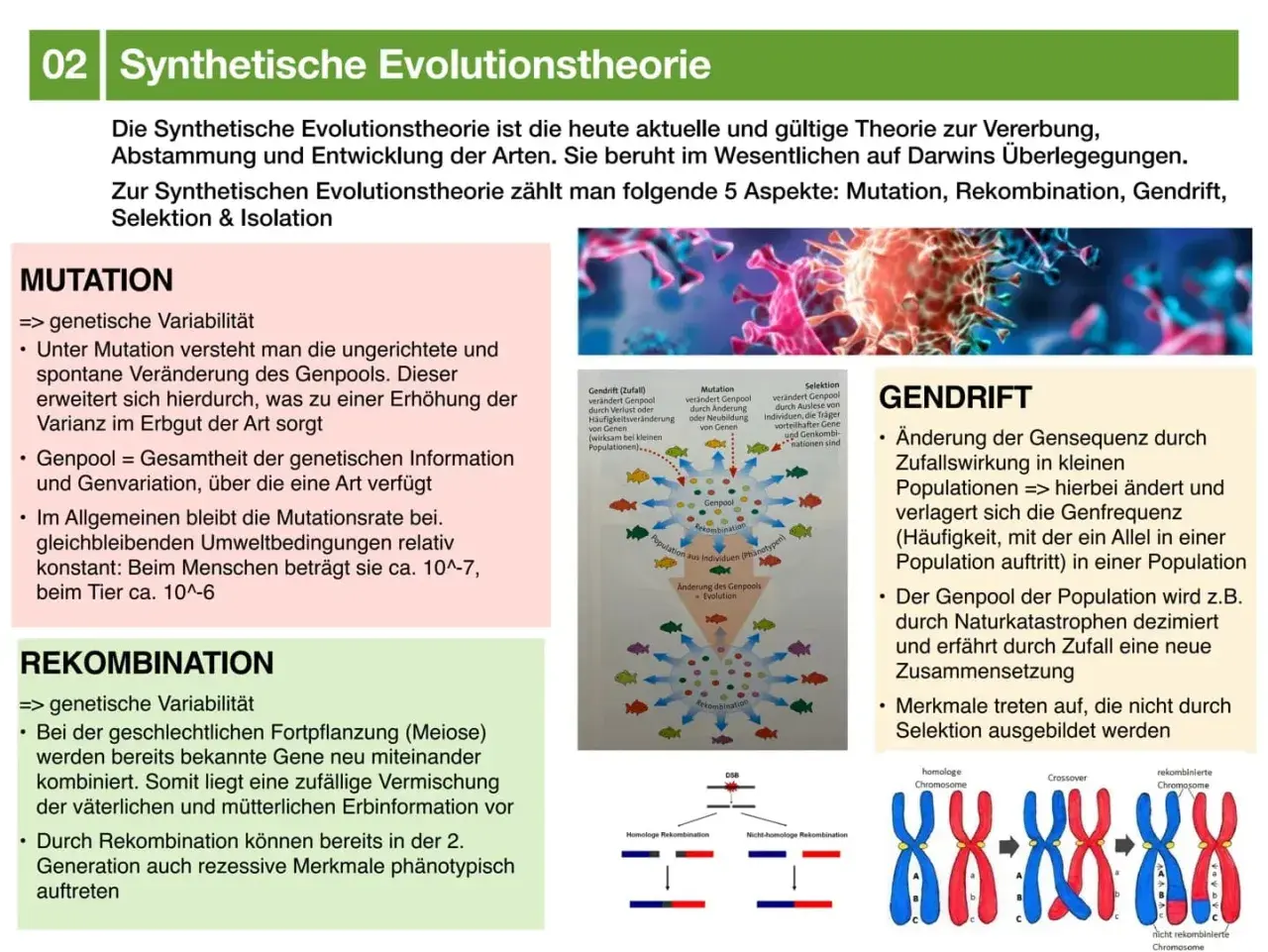 Die synthetische Evolutionstheorie erklärt Vererbung und Artenentwicklung. Sie umfasst Mutation, Rekombination, Gendrift, Selektion und Isolation.
