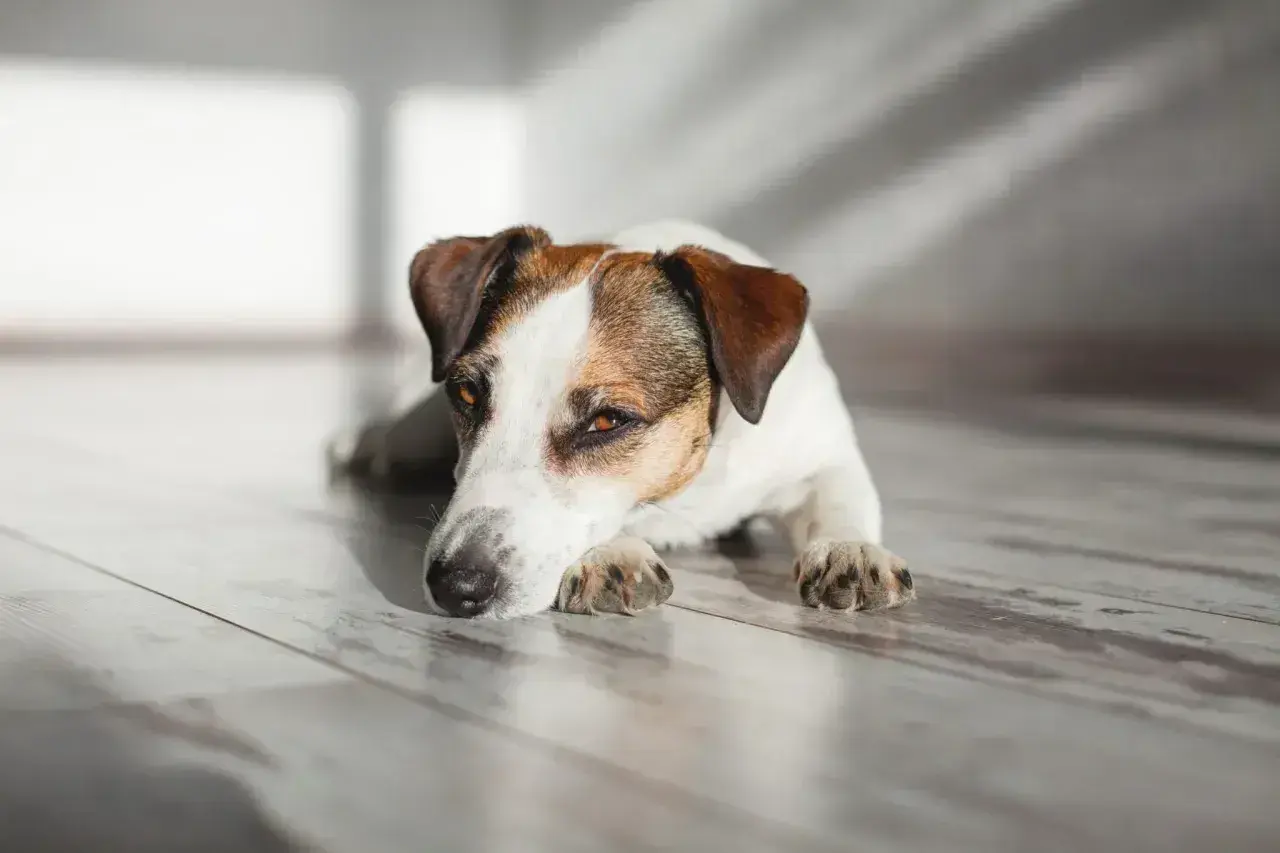 Jack Russell terrier leży na drewnianej podłodze, zamyślony. Może czeka na wizytę u weterynarza, ale wygląda na spokojnego. #diarvet