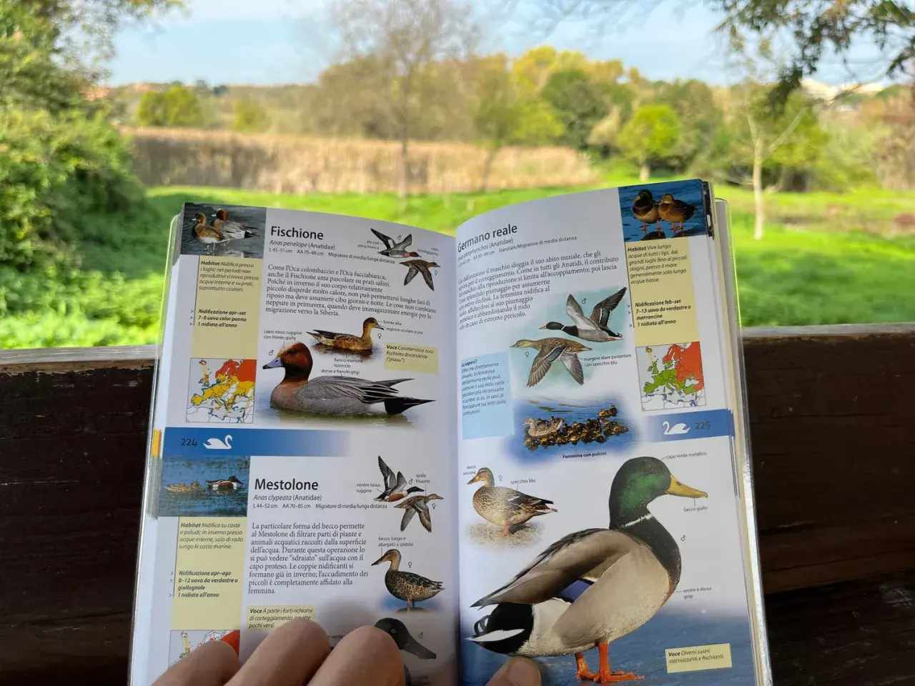 Uccelli nel Lago di Garda: il Fischione, il Mestolone e il Germano reale illustrati in un libro.