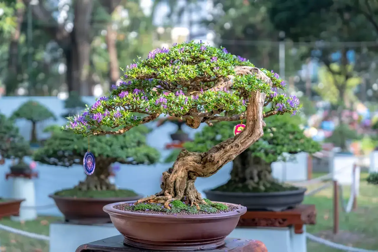 Magnifique arbre nain d'origine asiatique, orné de petites fleurs violettes et de décorations suspendues, dans un pot en terre cuite.