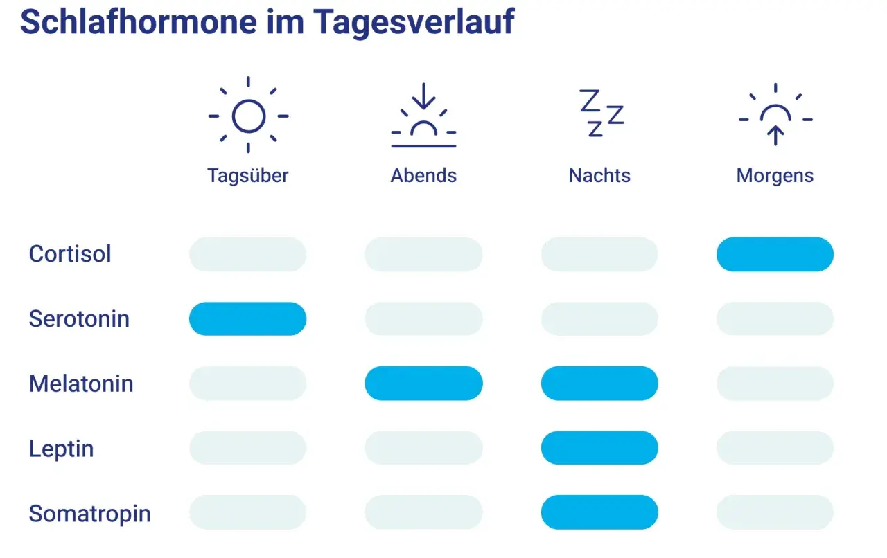 Tagesverlauf von Schlafhormonen: Serotonin ist tagsüber hoch, Melatonin steigt nachts an.