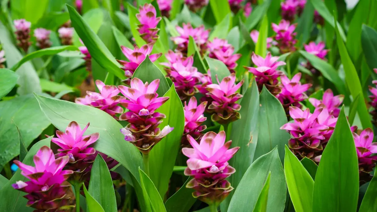 Ein Feld voller leuchtend pinker Blüten der Kurkuma-Pflanze, umgeben von großen, grünen Blättern.