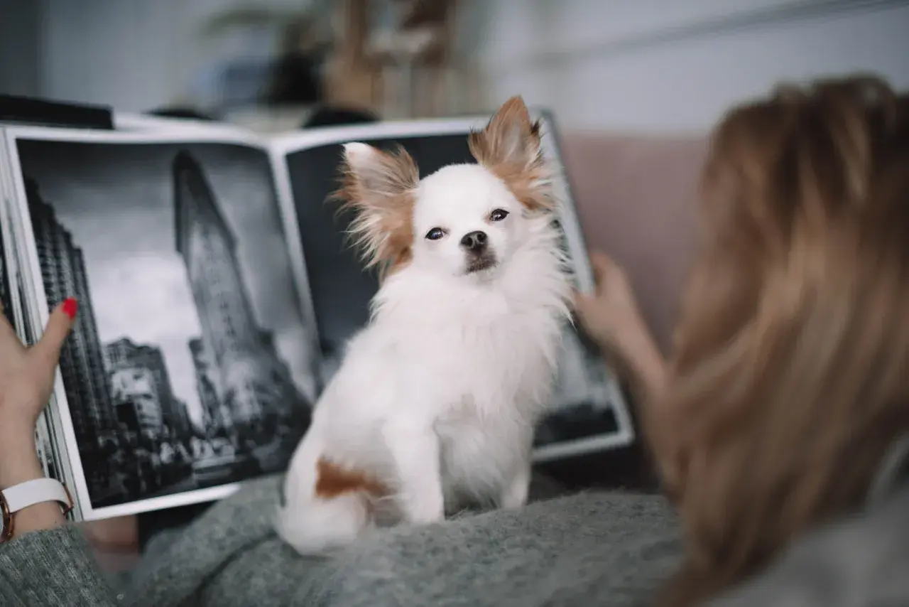 Urocza chihuahua długowłosa siedzi obok otwartego albumu ze zdjęciami.