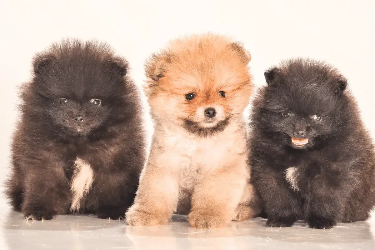 Trzy puszyste szczenięta rasy pomeranian siedzące obok siebie, dwa czarne i jedno rude.