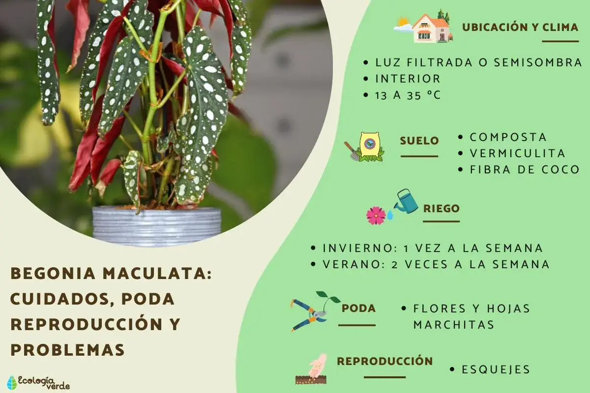 Begonia maculata: cuidados, poda y reproducción. Luz filtrada, interior, riego y suelo ideal para esta planta.