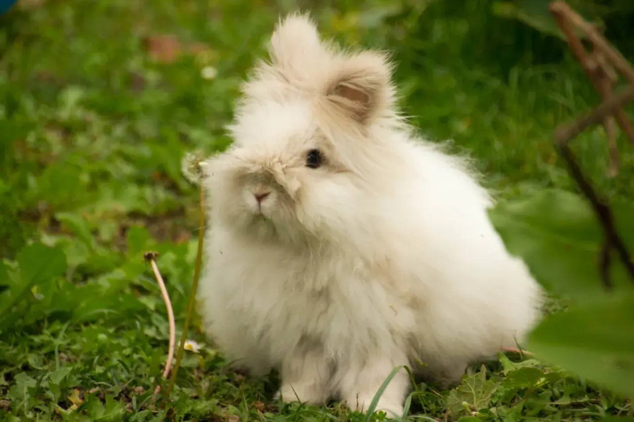 Puszysty królik angora siedzi na trawie. Zastanawiasz się, ile żyje królik angora?
