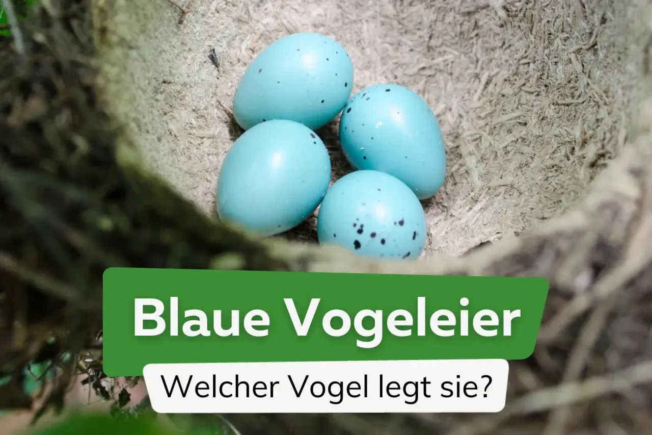 Vier leuchtend blaue Vogeleier liegen im Nest. Welcher Vogel legt sie?