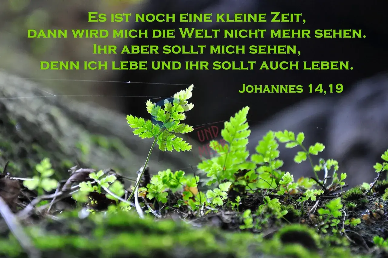 Grüne Farne wachsen im Moos. Ein Zitat sagt: "Denn ich lebe und ihr sollt auch leben.