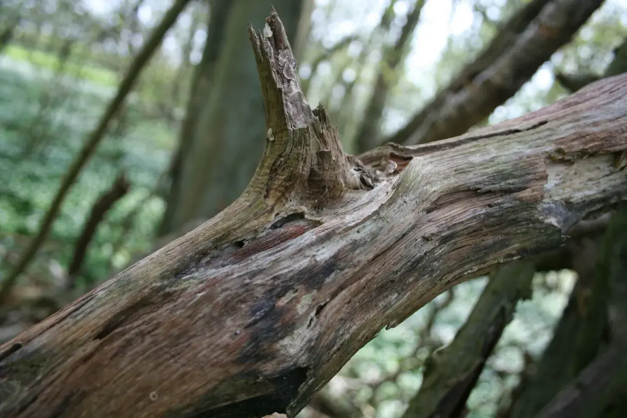 Ein knorriger, toter Baumstamm liegt im Wald. Seine Rinde ist zerfurcht und zeigt Spuren der Zeit.