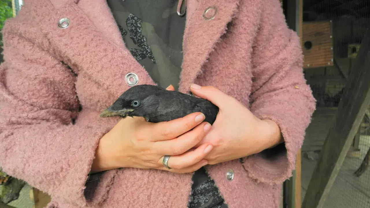 Ein Mensch hält einen jungen Dohlenvogel in seinen Händen. Der Vogel ist schwarz mit blauen Augen und einem spitzen Schnabel.