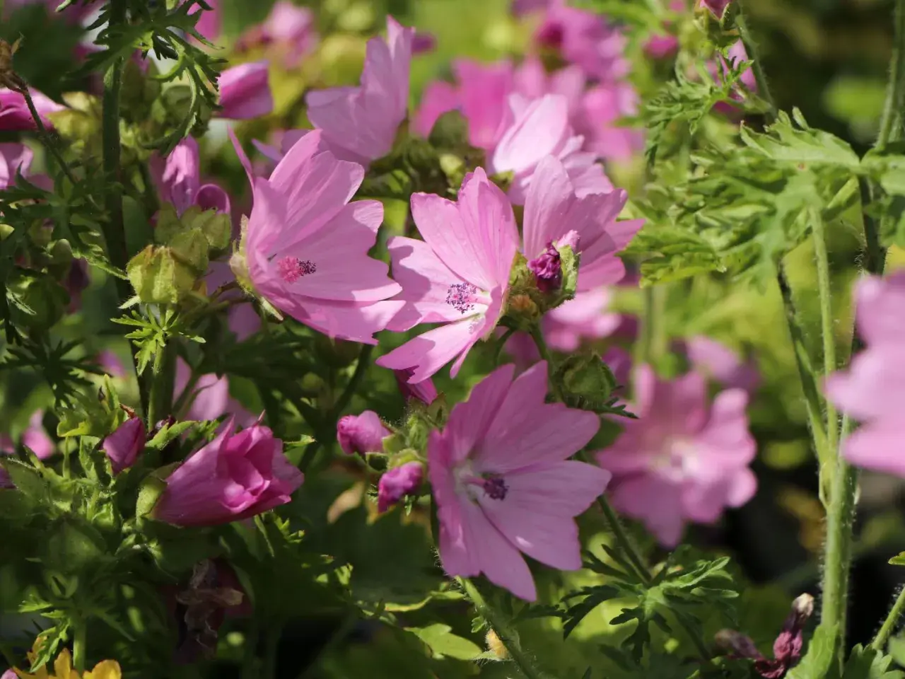Zarte rosa Blüten der Moschus-Malve entfalten sich im Sonnenlicht, umgeben von grünem Laub.