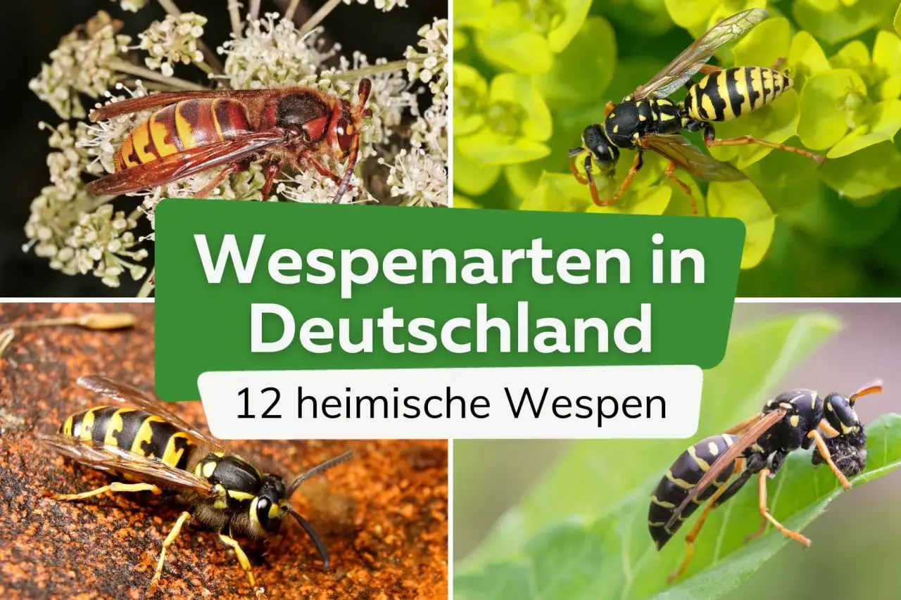 Vier Nahaufnahmen von heimischen Wespenarten in Deutschland. Eine Hornisse sitzt auf Blüten, eine andere Wespe auf gelben Blättern, eine dritte auf rötlichem Untergrund und die vierte auf einem grünen Blatt.