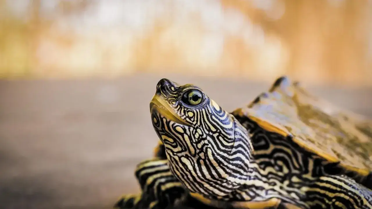 Primer plano de una tortuga de espolones con su cabeza y caparazón detallados, mostrando sus patrones únicos.