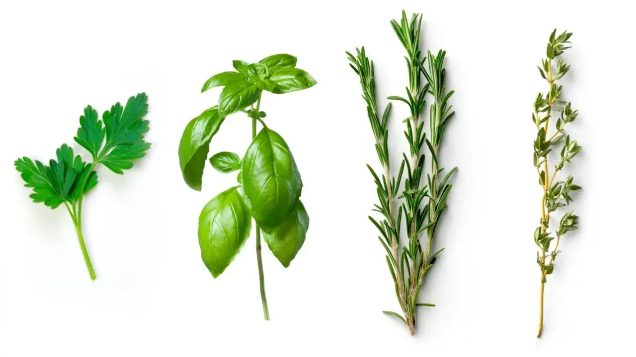 Ramitas de perejil, albahaca italiana, romero y tomillo sobre fondo blanco.