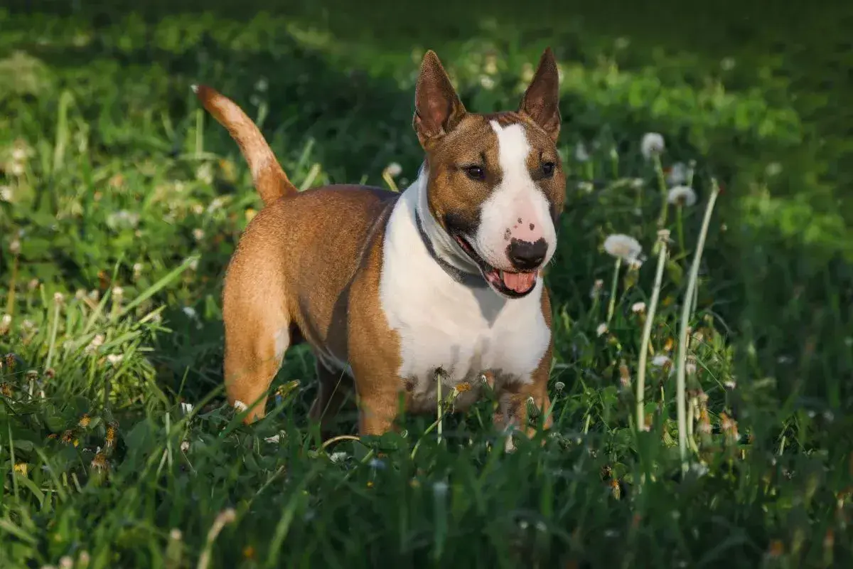 Ein braun-weißer Miniatur Bullterrier steht fröhlich im grünen Gras, die Ohren aufgestellt, bereit für Abenteuer.