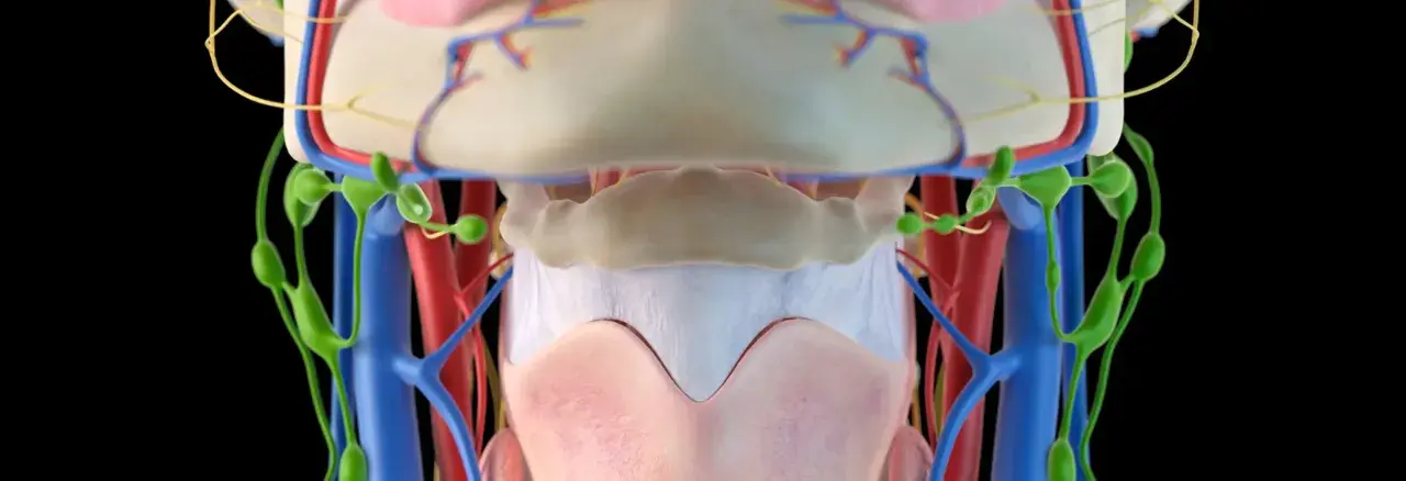 Anatomia szyi: widoczne naczynia krwionośne, limfatyczne i mięśnie gnykowe.