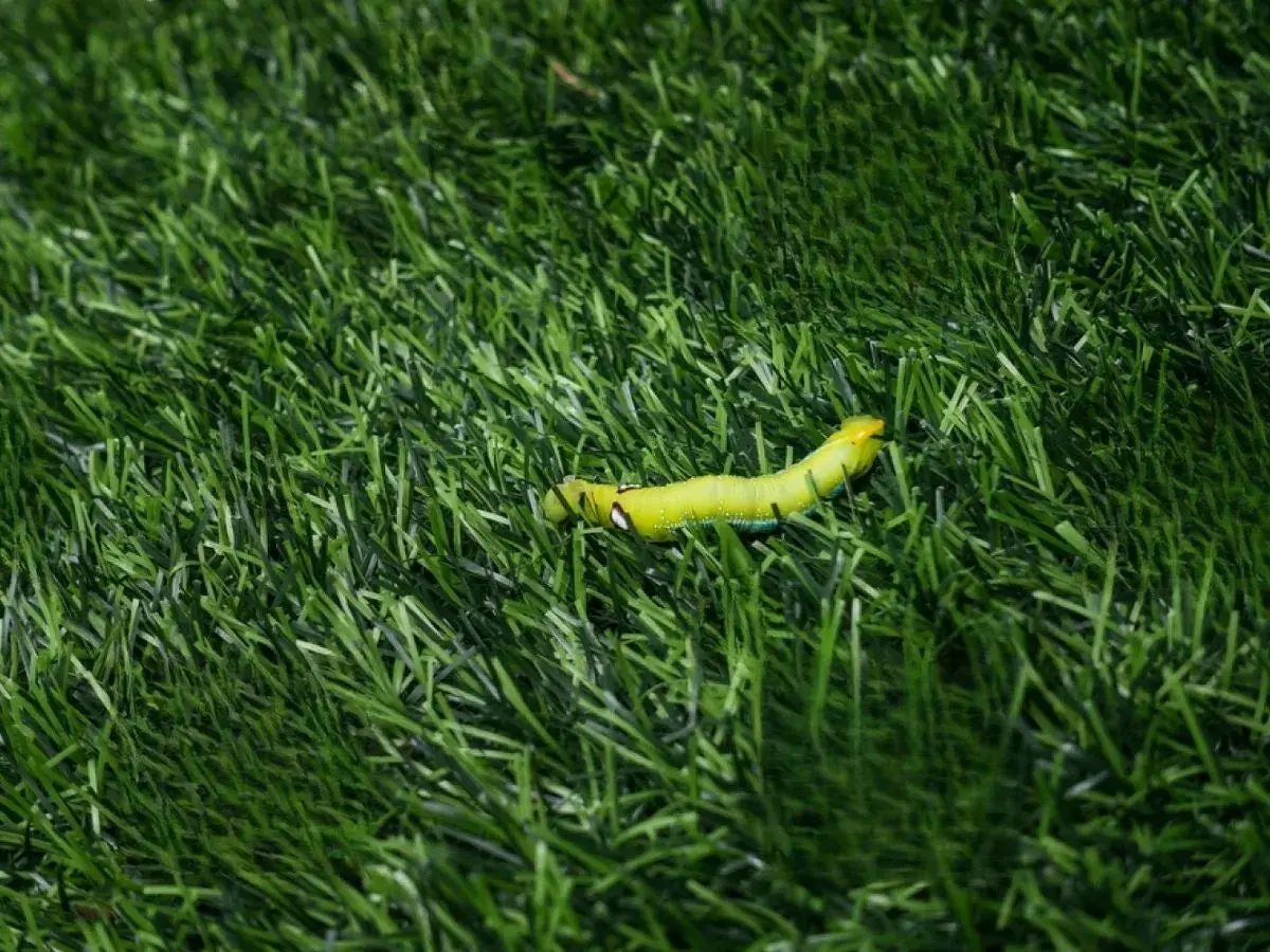 Oruga verde brillante sobre césped artificial. Un problema que requiere insecticida para césped artificial.