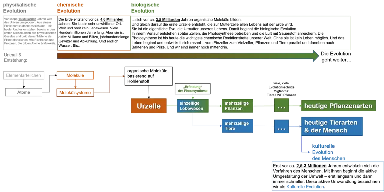 Schema der Evolution: Von Elementarteilchen über Moleküle und Urzellen zur biologischen Evolution mit Pflanzen, Tieren und dem Menschen.